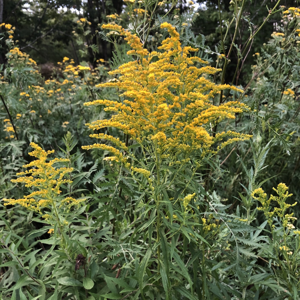 Goldenrod