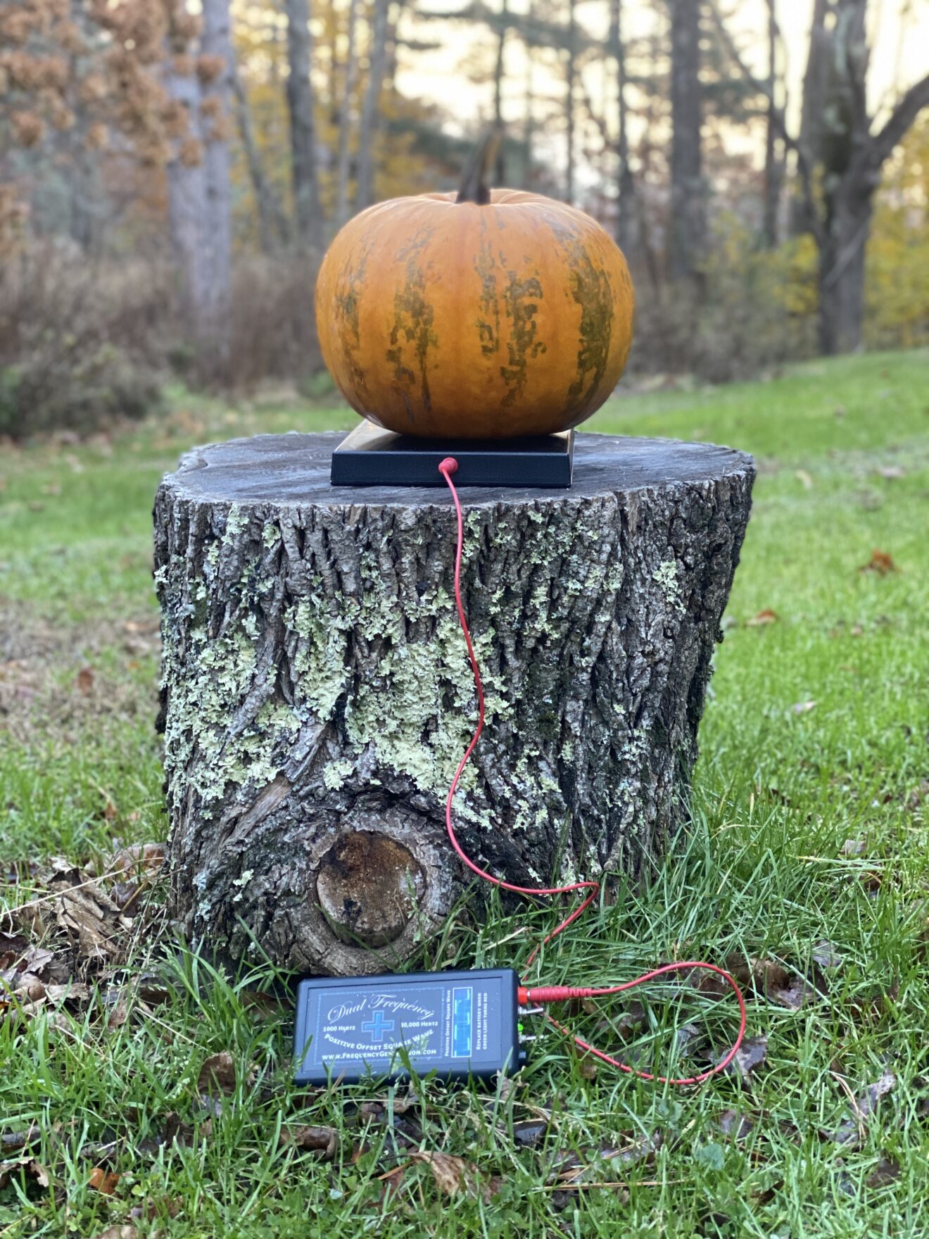 Pumpkin on the Food Zappicator